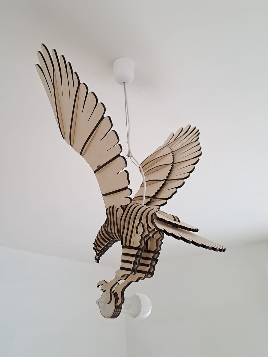 Aquila